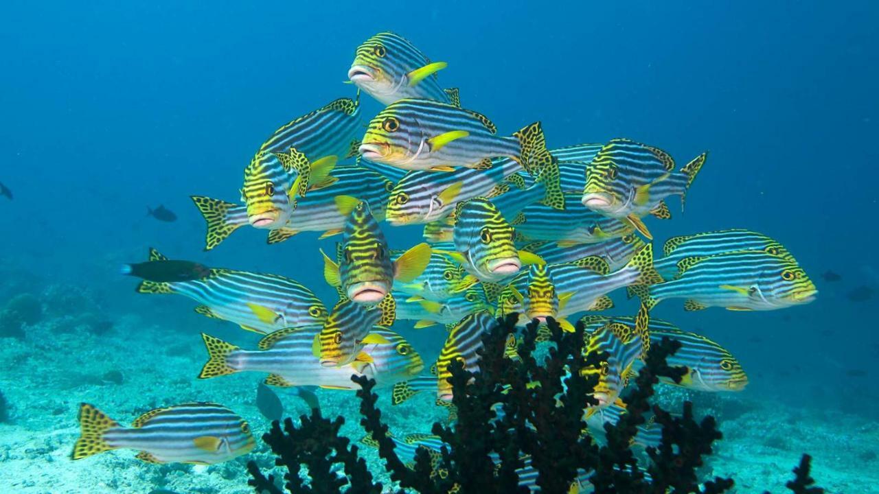 Araam Stay Hulhumale Εξωτερικό φωτογραφία